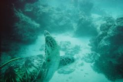 Green Turtle @ 20m, taken with 15m Kodak disposable camer... by Dale Sokolich 